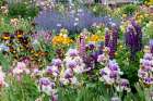 USA, Oregon. Garden in full bloom with bearded iris and Russell lupine. Art Print